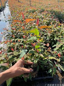 广29桉树苗，速生桉树种植出材率高