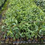 沉香树苗