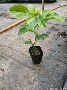 脱毒百香果种苗供应、百香果种植-好苗决定好收成