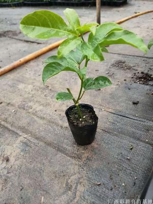 脱毒百香果种苗供应、百香果种植-好苗决定好收成