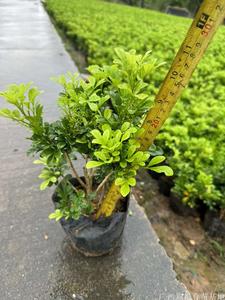 米兰花容器苗、米兰花苗批发价格