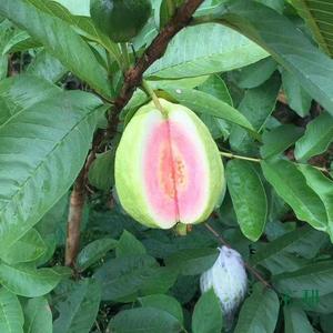 番石榴果苗批发价格，红心芭乐番石榴树苗