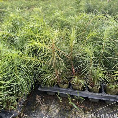 杉木树苗，广西杉树袋苗