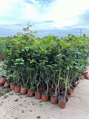 广西桂花树苗价格、桂花袋苗批发