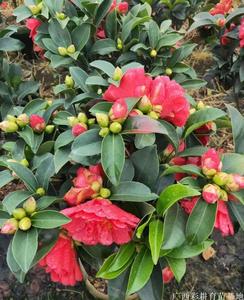 大红山茶花种苗供应、茶梅茶花苗