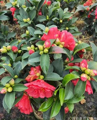 大红山茶花种苗供应、茶梅茶花苗