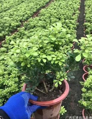 米兰花树苗价格、广东米兰花苗批发