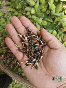 正宗海南沉香种子，当年新鲜采摘高发芽率