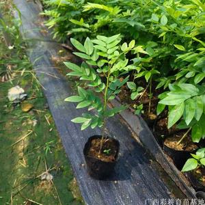 名贵树种-正宗海南黄花梨树苗