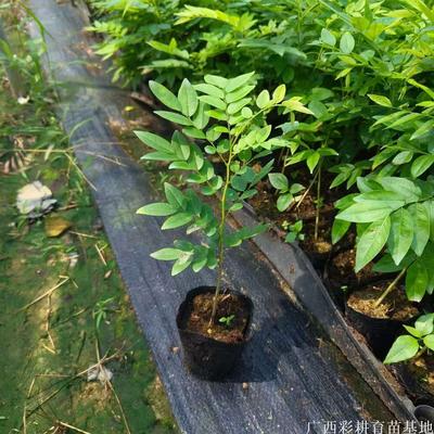 名贵树种-正宗海南黄花梨树苗