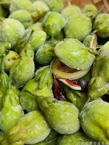 海南沉香种子，沉香籽，奇楠沉香种子