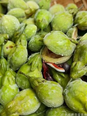 海南沉香种子，沉香籽，奇楠沉香种子