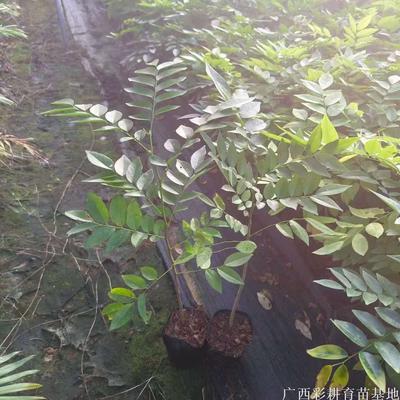 海南黄花梨小苗，黄花梨树种植