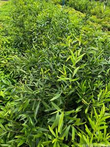 台湾相思树苗，相思树容器苗价格合理