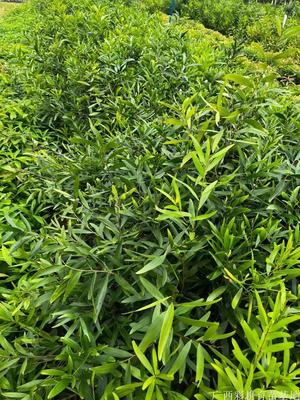 台湾相思树苗，相思树容器苗价格合理