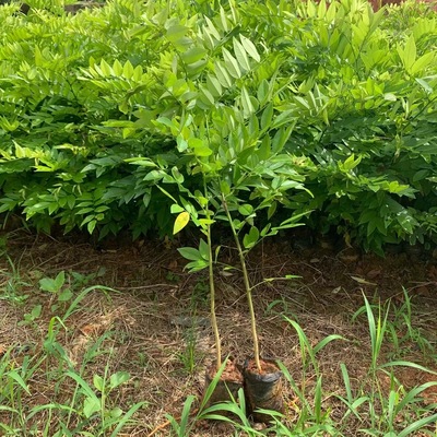 降香黄檀树苗