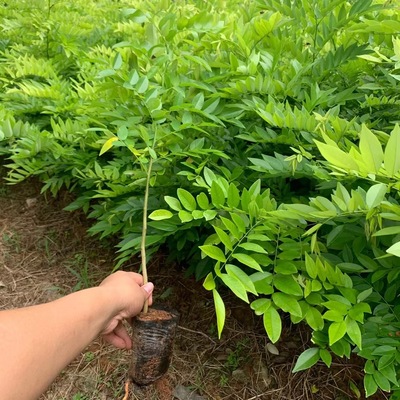 海南黄花梨树苗（降香黄檀）