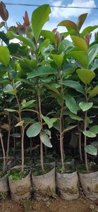 油茶苗，高产油茶嫁接苗