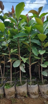 油茶苗，高产油茶嫁接苗