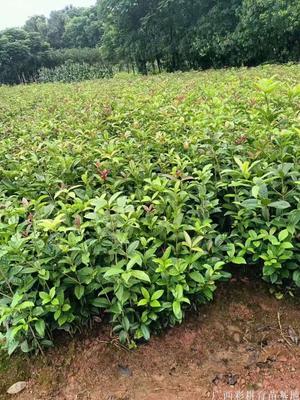 八月桂花小苗供应、桂花树苗