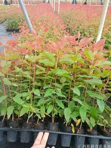 29/广九桉树苗批发价格、桉木苗供应商