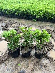 香水米兰花小苗价格、米兰花树苗批发基地