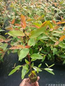 桉树苗什么品种好 桉树苗供应商