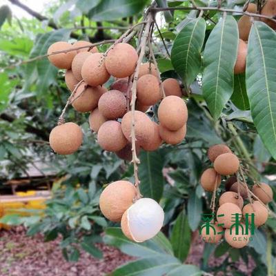 龙眼果树苗批发价格 龙眼种植