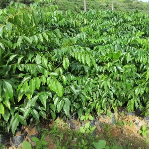 铁力木树苗、格木树苗、广西铁力木苗