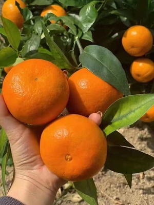 沃柑树苗