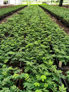 海南黄花梨芽苗、花梨木小苗、黄花梨树苗批发