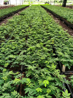 海南黄花梨芽苗、花梨木小苗、黄花梨树苗批发