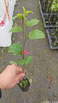 黄百香果树苗供应、高甜度百香果品种