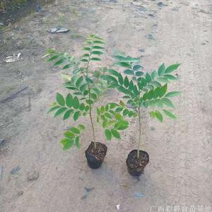 海南黄花梨树苗多少钱一棵