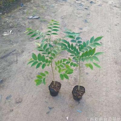 海南黄花梨树苗多少钱一棵