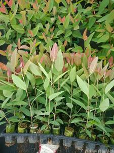 桉树苗26 28 29三种谁更好品种