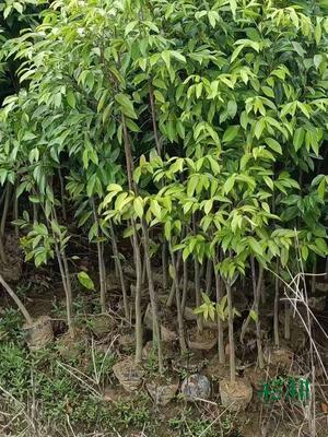 土沉香树苗价格，白木香树苗哪里有批发？