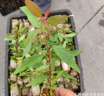 速生桉树苗多少钱一株，桉树苗批发价格