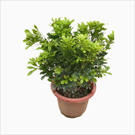 米兰花苗