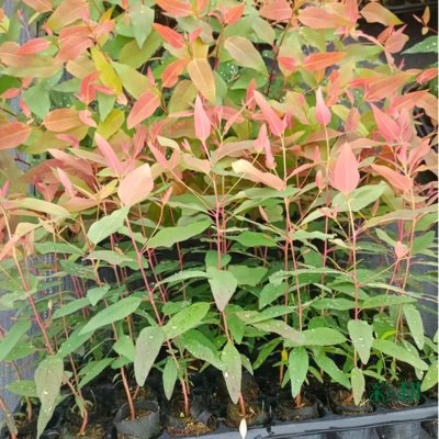 供应速生桉树杯苗 四川巨桉树苗 桉树杯苗价格 快速生长树